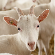 Goats follow human gaze just like dogs, study finds