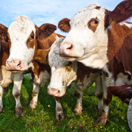 Farmers urged to vaccinate against bluetongue