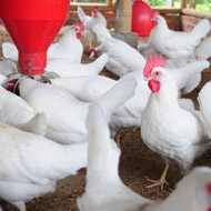 Avian influenza detected in Alaska