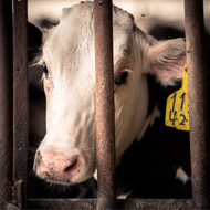 FSA data reveals over 4,000 breaches of animal welfare