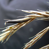 Farmers urged to monitor stock for ergot poisoning