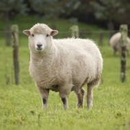 Concerns over low protein in silage