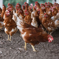 UK risk of H5N8 rises to 'medium'