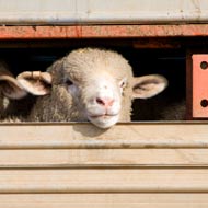 MPs to debate live animal exports