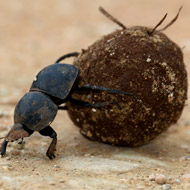 Dung beetles reduce survival of livestock parasites