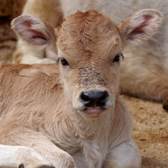 Vets welcome &pound4m funding for NI farmers