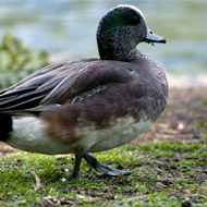 Avian influenza confirmed in Wales