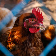 Defra provides update on H5N8