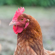 UK's avian flu risk level increased