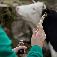 Bovine tuberculosis causing 'heartache and stress'