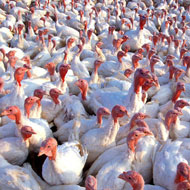 Defra confirms avian influenza in England