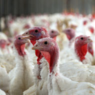 H5N8 outbreak at Lincolnshire turkey farm