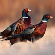 Avian flu detected in Lancashire