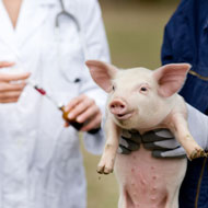 Antimicrobials in animals 'should be reduced'