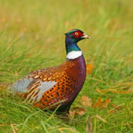 Second avian flu outbreak in Wyre