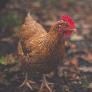 New outbreak of H5N8 in Welsh backyard flock