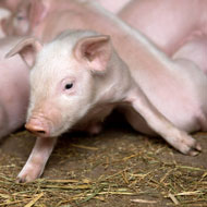 'Significant' changes in pig sector's antibiotic use