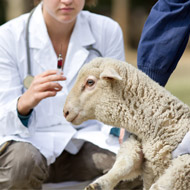 Dedicated vet can increase sheep farmer engagement - study