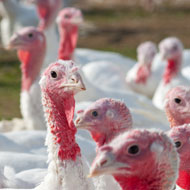 Second avian flu outbreak in Suffolk