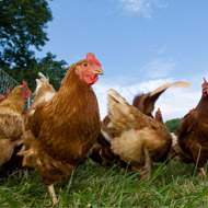 Avian flu measures in England to be relaxed