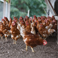 Avian flu study offers new insights