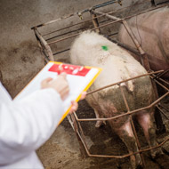 Document compares pig welfare standards across the world