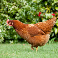 Second avian flu case in Lancashire