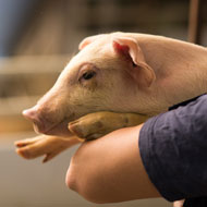 Pig Vet Society reviews highest priority antibiotics