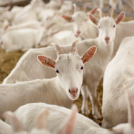 New 'goat plague' vaccine proves promising