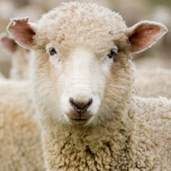 Artificial intelligence used to detect sheep pain