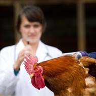 Grant to reduce number of chickens used in research