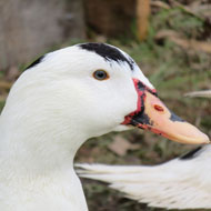 Welfare issues 'at all stages' of foie gras production