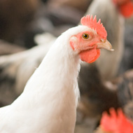 Defra consultation on new chicken welfare statutory code