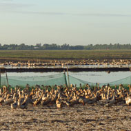 Free-grazing ducks linked to avian influenza spread