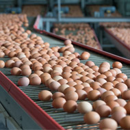 Fipronil: More products withdrawn