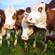 Bluetongue detected in imported cattle