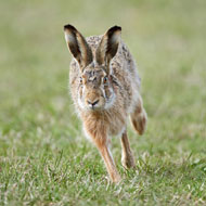 Farmers underreport hare coursing due to intimidation - NFU