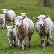  Sheep scab mites display resistance to treatment 