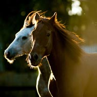 Equine News