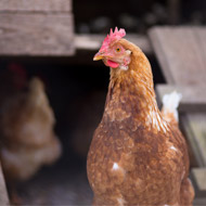 Pirbright receives funding for avian flu research