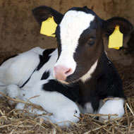 Calves given coats to curb antibiotic use