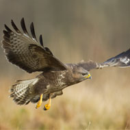 Avian influenza: Wales confirms H5N6 in wild bird