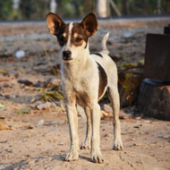 Charity heads to Myanmar for ambitious rabies project