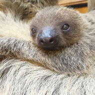 Two-toed sloth born in time for Mother's Day