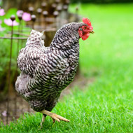 British Hen Welfare Trust teams up with Defra