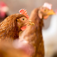 Poultry welfare research prompts change in EU law