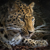 Hopes raised for critically endangered Amur leopard