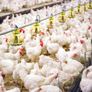 Innovate UK funding to support chicken welfare projects