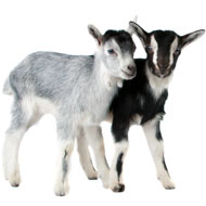 'Use anaesthesia and pain relief during goat disbudding', paper says