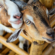 Goats prefer happy faces, study finds